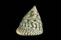 藏品(花斑鐘螺)的圖片